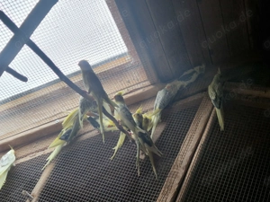 junge und zuchtreife Nymphensittiche