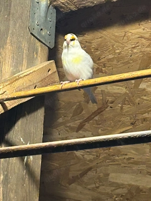 Stieglitz Mayor zu verkaufen  Bild 4