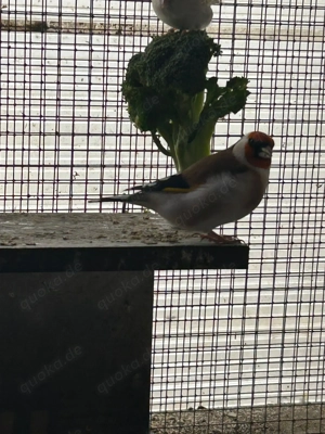 Stieglitz Mayor zu verkaufen  Bild 6