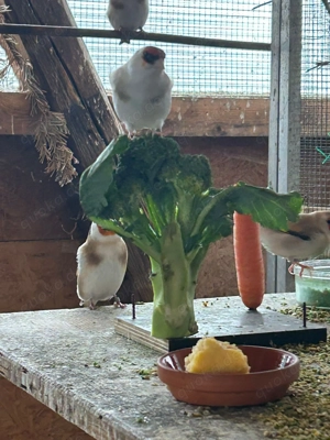 Stieglitz Mayor zu verkaufen  Bild 8