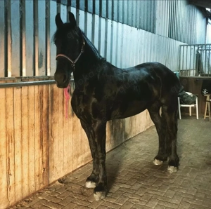  Wunderschöne brave  Stute