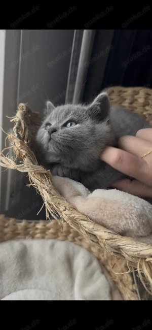 BKH Kitten (ohne Stammbaum) suchen ihr liebevolles Zuhause  Bild 5