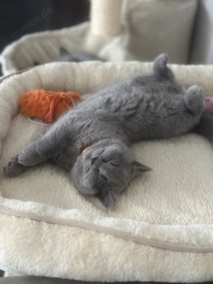 BKH Kitten (ohne Stammbaum) suchen ihr liebevolles Zuhause  Bild 1