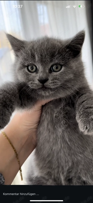 BKH Kitten (ohne Stammbaum) suchen ihr liebevolles Zuhause  Bild 6