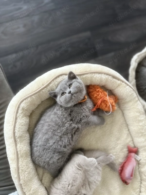 BKH Kitten (ohne Stammbaum) suchen ihr liebevolles Zuhause  Bild 4