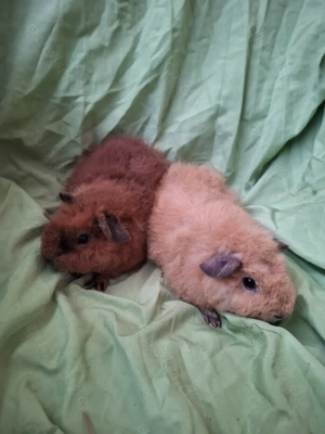 Junge teddy Böckchen