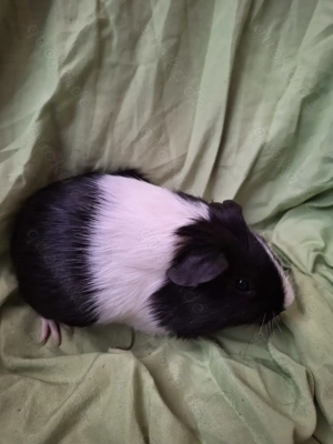 Junges Meerschweinchen Mädel