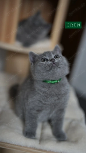 BKH Kitten (ohne Stammbaum) suchen ihr liebevolles Zuhause  Bild 7