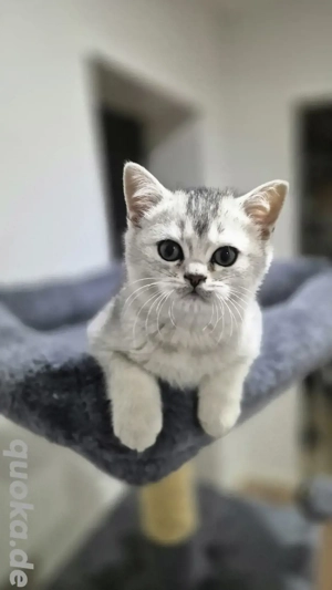 Reinrassige BKH Kitten bereit für den Umzug!