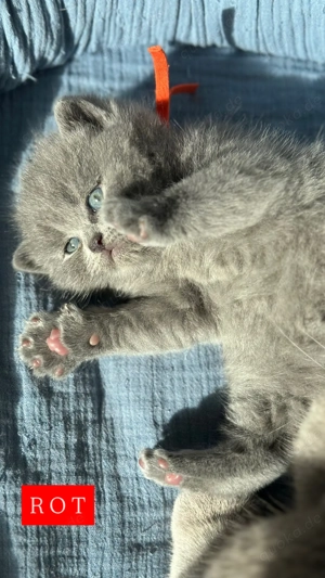 BKH Kitten (ohne Stammbaum) suchen ihr liebevolles Zuhause  Bild 8