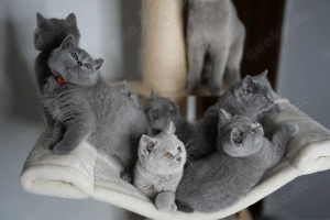 BKH Kitten (ohne Stammbaum) suchen ihr liebevolles Zuhause 