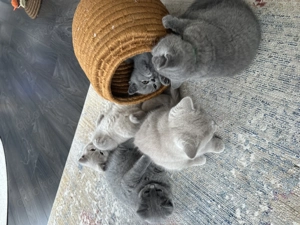 BKH Kitten (ohne Stammbaum) suchen ihr liebevolles Zuhause  Bild 10