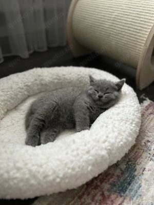 BKH Kitten (ohne Stammbaum) suchen ihr liebevolles Zuhause  Bild 9