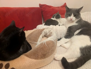 Kater Leon 3 jahre Bild 2