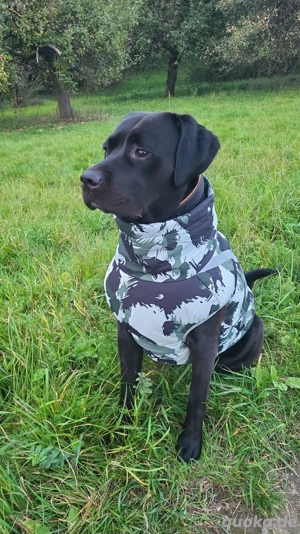 Rottweiler Mix weiblich 2 Jahre 