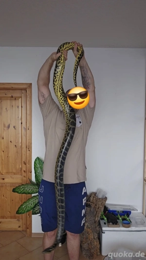 1.1 gelbe anakondas