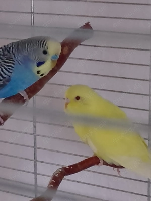 1 Paar zutrauliche Wellensittiche