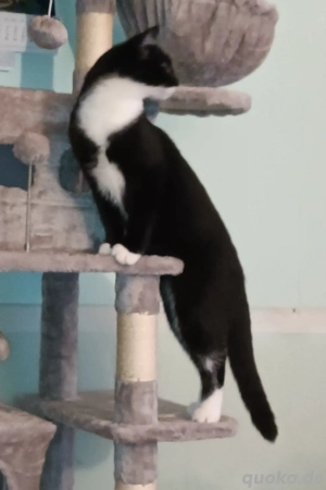 Kater, schwarz weiß, geboren 03 2025