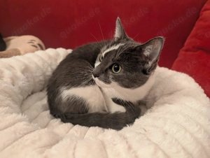 Katze Luna abzugeben