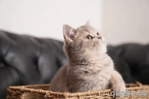 BKH Kätzchen - Britisch Kurzhaar Kitten Bild 1