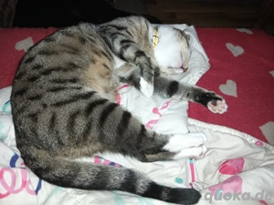 Katze, grau weiß getiegert 