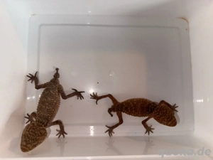 1.1 Pärchen Nephurus Amyae Australische Knopfschwanzgeckos mit Terrarium Bild 5