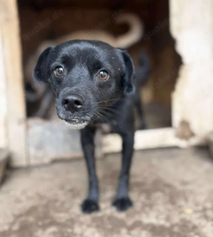 BLACKY - schwarze Schönheit (wartet in Rumänien)