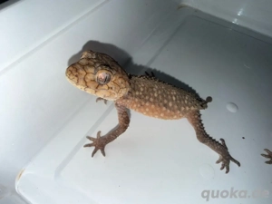 1.1 Pärchen Nephurus Amyae Australische Knopfschwanzgeckos mit Terrarium Bild 2