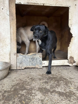 BLACKY - schwarze Schönheit (wartet in Rumänien) Bild 8