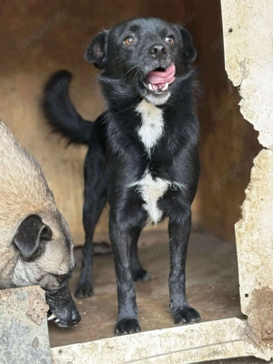 BLACKY - schwarze Schönheit (wartet in Rumänien) Bild 2