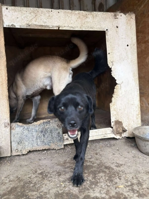 BLACKY - schwarze Schönheit (wartet in Rumänien) Bild 7