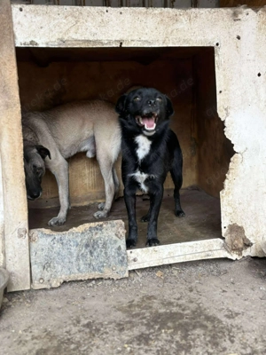 BLACKY - schwarze Schönheit (wartet in Rumänien) Bild 9