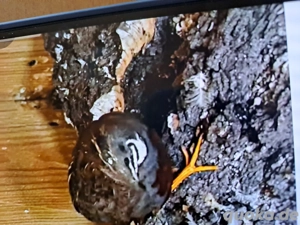 chinesische zwergwachteln 