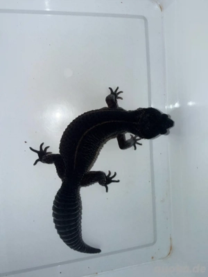 Pure Black Night Leopardgecko 0.1 Zuchtweibchen