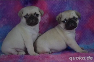 .Noch 1 kleiner Retro-Mops.