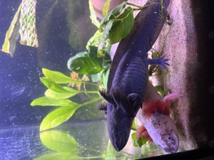 Axolotl Nachwuchs 12 Wochen alt 