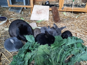 Zwergwidder und Löwenwidder    AKTUELL NACHWUCHS 