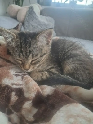 Hauskatzenbaby Männchen 