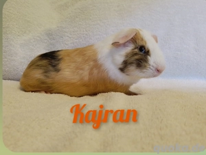 Meerschweinchen Jungs abzugeben 