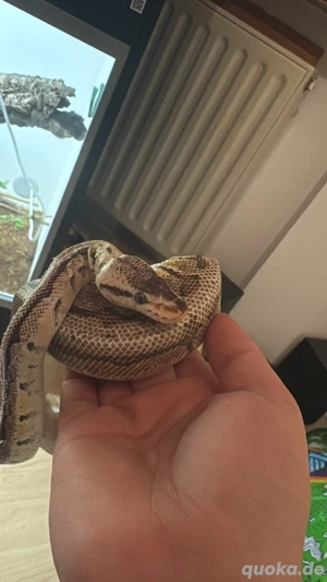 königspython 1.0 2019 