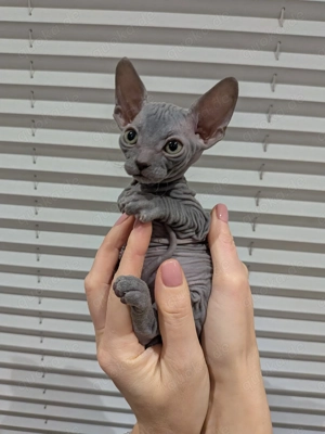 Sphynx Kitten