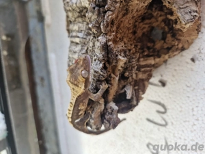 Kronengecko 0,0,1