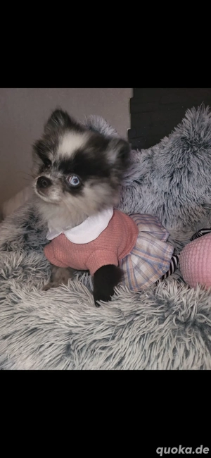 Pomeranian Zwergspitz Hündin 