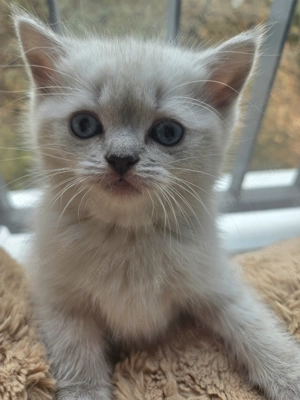 Wunderschöne British Shorthair Kätzchen 