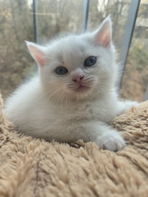 Wunderschöne British Shorthair Kätzchen 