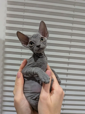 Sphynx Kitten