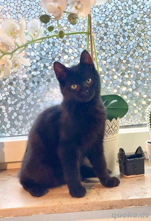    Kaito (4 Monate) sucht liebevolles Zuhause   