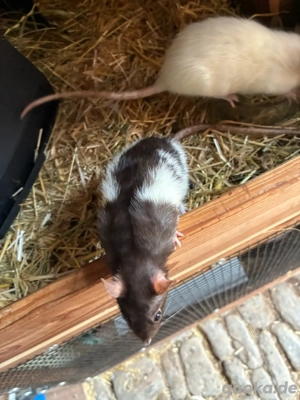3xRatten zu verschenken Bild 4