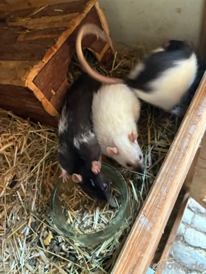 3xRatten zu verschenken Bild 5