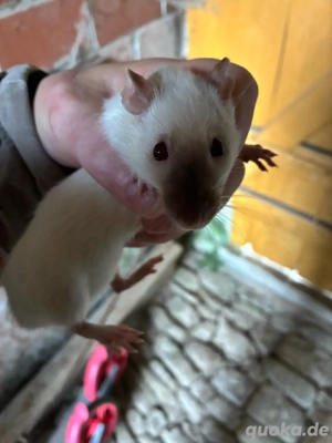 3xRatten zu verschenken Bild 2